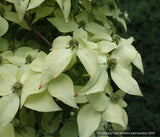 Trees ~ Cornus kousa 'Snowy Peak', Snowy Peak Dogwood, No shipping FL ~ Dancing Oaks Nursery and Gardens ~ Retail Nursery ~ Mail Order Nursery
