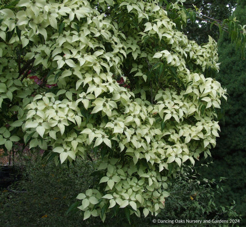 Trees ~ Cornus kousa 'Snowy Peak', Snowy Peak Dogwood, No shipping FL ~ Dancing Oaks Nursery and Gardens ~ Retail Nursery ~ Mail Order Nursery