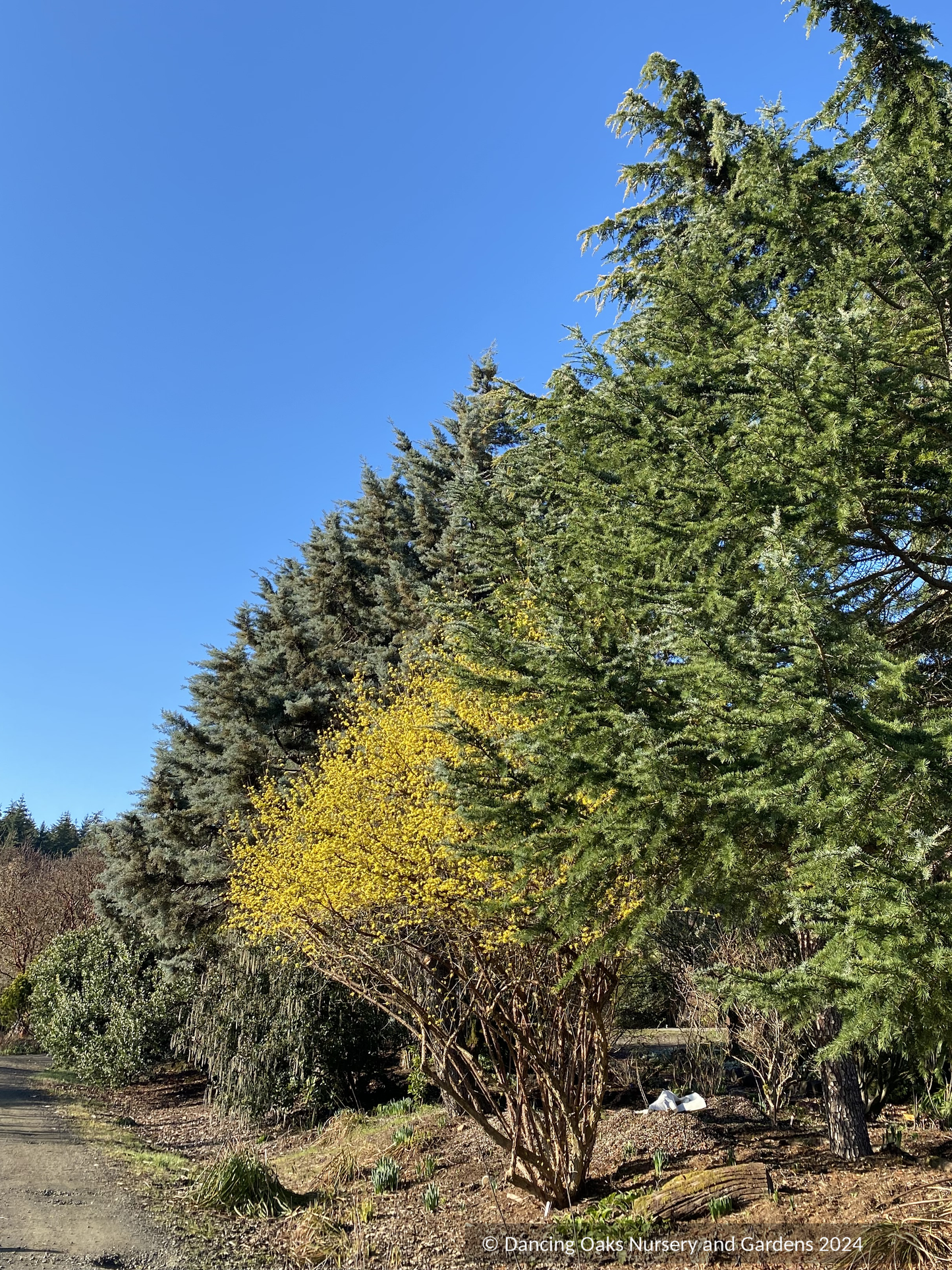 Cornus mas 'Spring Glow', Cornelian Cherry, No shipping FL