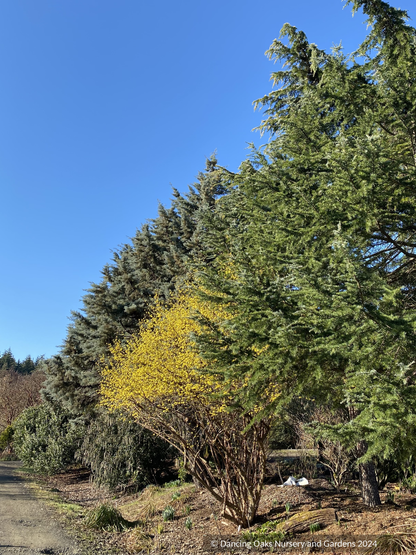 Cornus mas 'Spring Glow', Cornelian Cherry, No shipping FL