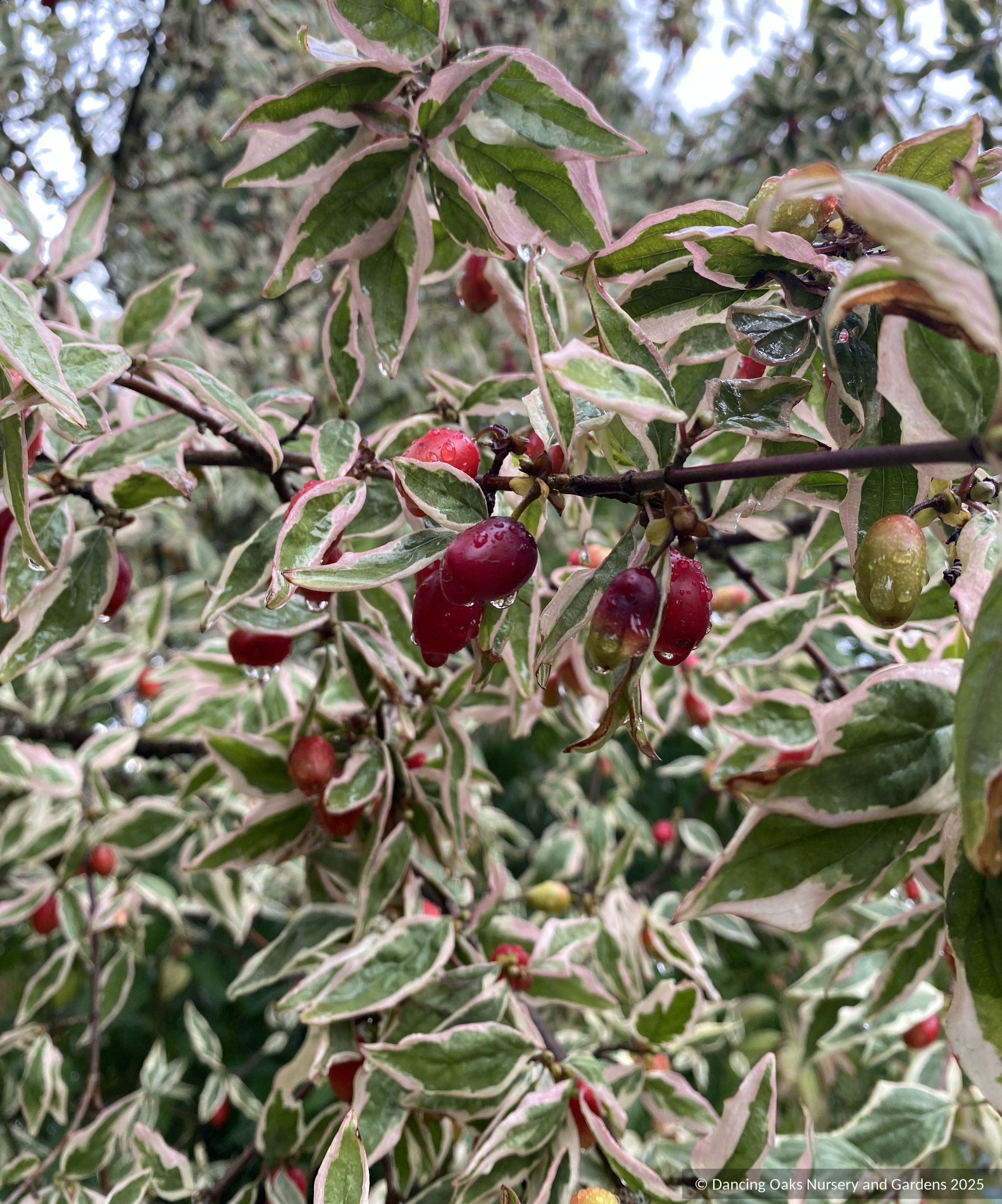 Cornus mas 'Variegata', Variegated Cornelian Cherry Dogwood, No