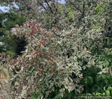 Trees ~ Cornus mas 'Variegata', Variegated Cornelian Cherry Dogwood ~ Dancing Oaks Nursery and Gardens ~ Retail Nursery ~ Mail Order Nursery