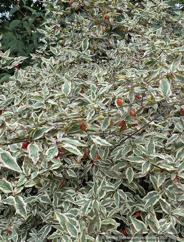Trees ~ Cornus mas 'Variegata', Variegated Cornelian Cherry Dogwood ~ Dancing Oaks Nursery and Gardens ~ Retail Nursery ~ Mail Order Nursery