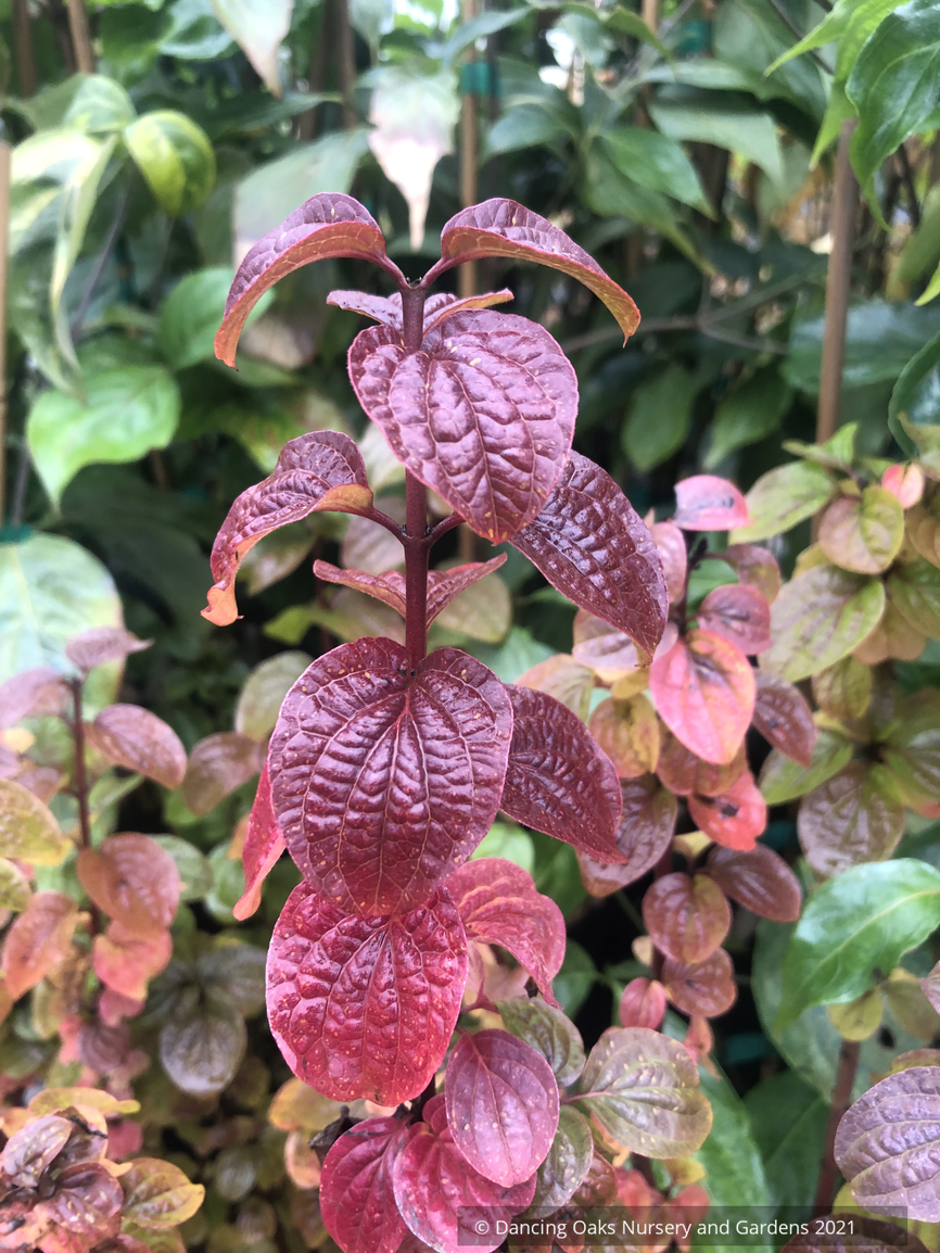 Shrubs ~ Cornus sanguinea 'Compressa', Siberian Dogwood ~ Dancing Oaks Nursery and Gardens ~ Retail Nursery ~ Mail Order Nursery