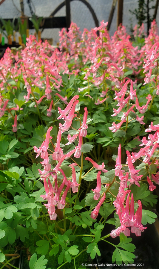 Bulbs & Tubers ~ Corydalis solida 'Beth Evans', Fumewort ~ Dancing Oaks Nursery and Gardens ~ Retail Nursery ~ Mail Order Nursery