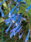 Perennials ~ Corydalis flexuosa 'Porcelain Blue' ~ Dancing Oaks Nursery and Gardens ~ Retail Nursery ~ Mail Order Nursery