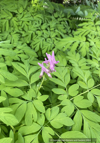 Perennials ~ Corydalis scouleri, Scouler's Corydalis ~ Dancing Oaks Nursery and Gardens ~ Retail Nursery ~ Mail Order Nursery