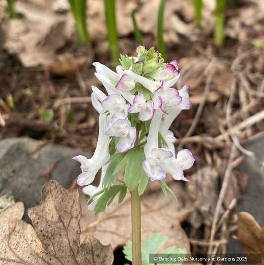 Bulbs & Tubers ~ Corydalis solida 'Merlin', Fumewort ~ Dancing Oaks Nursery and Gardens ~ Retail Nursery ~ Mail Order Nursery