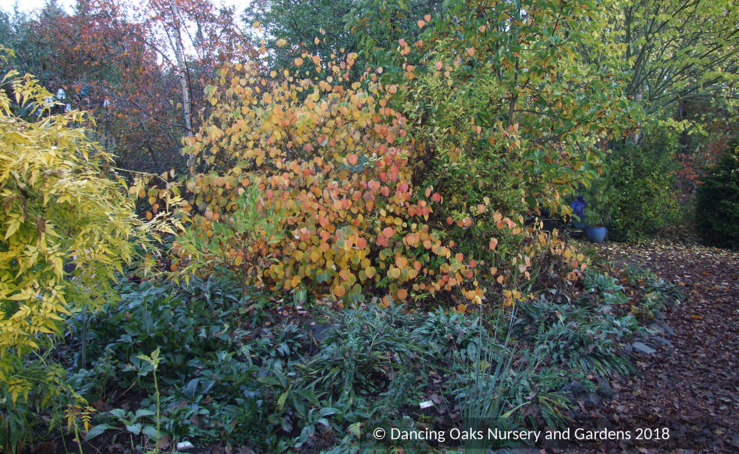 Shrubs ~ Corylopsis spicata, Winter Hazel ~ Dancing Oaks Nursery and Gardens ~ Retail Nursery ~ Mail Order Nursery