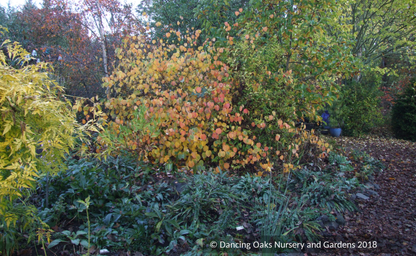 Shrubs ~ Corylopsis spicata, Winter Hazel ~ Dancing Oaks Nursery and Gardens ~ Retail Nursery ~ Mail Order Nursery