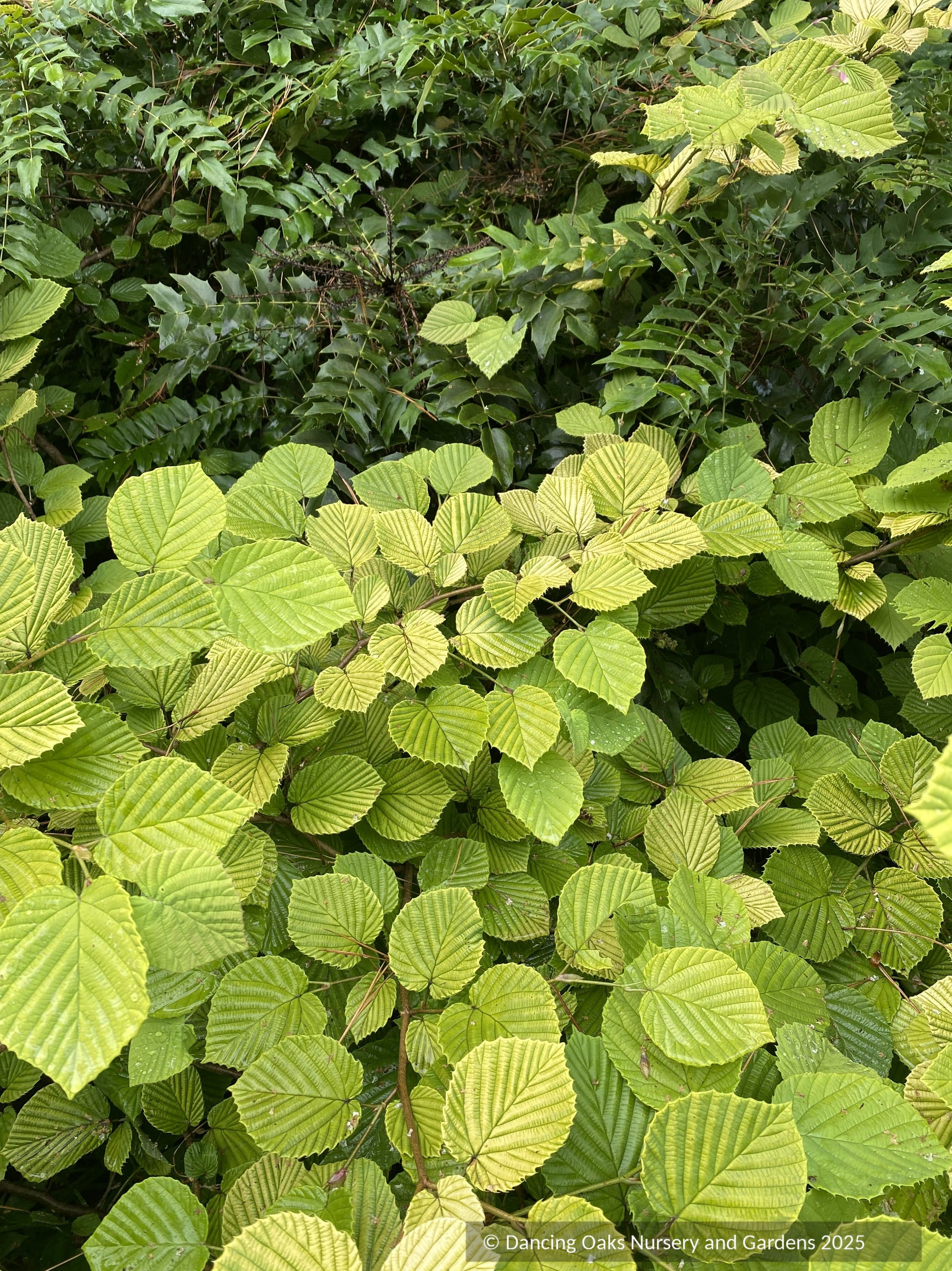 Shrubs ~ Corylopsis spicata 'Golden Spring', Winter Hazel ~ Dancing Oaks Nursery and Gardens ~ Retail Nursery ~ Mail Order Nursery