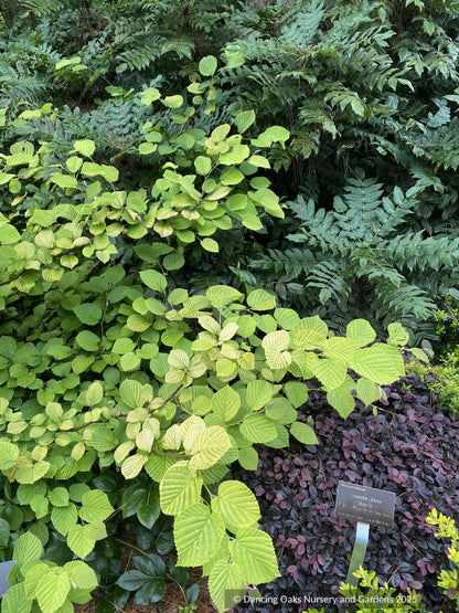 Shrubs ~ Corylopsis spicata 'Golden Spring', Winter Hazel ~ Dancing Oaks Nursery and Gardens ~ Retail Nursery ~ Mail Order Nursery