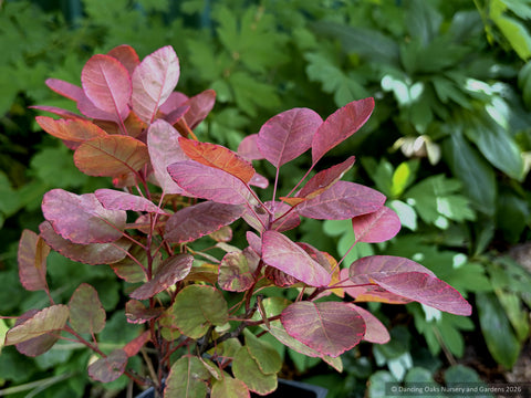 Shrubs ~Cotinus coggygria 'Cotsidh5' VELVETEENY™, Dwarf Purple Smokebush ~ Dancing Oaks Nursery and Gardens ~ Retail Nursery ~ Mail Order Nursery