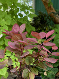 Cotinus coggygria 'Cotsidh5' VELVETEENY™, Dwarf Purple Smokebush