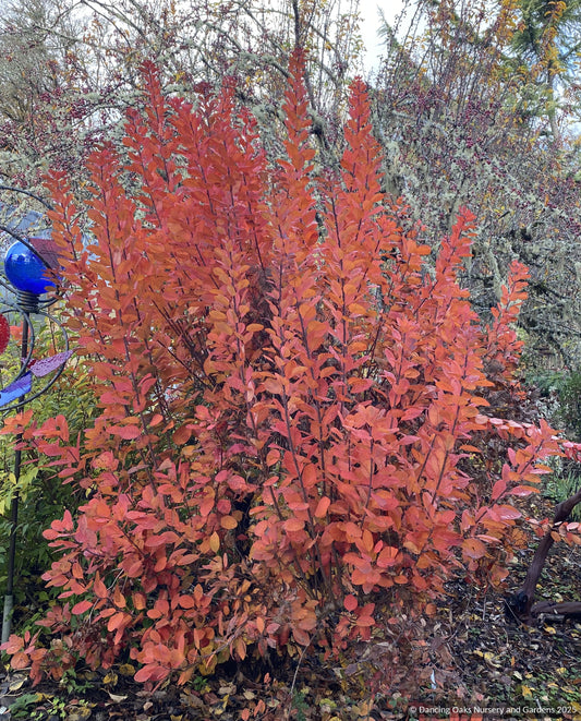 Trees ~ Cotinus coggygria v. purpureus 'Merlot Window', Purple Smoke Bush ~ Dancing Oaks Nursery and Gardens ~ Retail Nursery ~ Mail Order Nursery