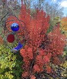 Cotinus coggygria v. purpureus 'Merlot Window', Purple Smoke Bush