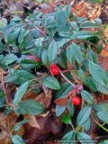 Shrubs ~ Cotoneaster salicifolius 'Repens', Spreading Willowleaf Cotoneaster ~ Dancing Oaks Nursery and Gardens ~ Retail Nursery ~ Mail Order Nursery