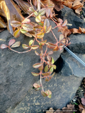 Shrubs ~ Cotoneaster salicifolius 'Repens', Spreading Willowleaf Cotoneaster ~ Dancing Oaks Nursery and Gardens ~ Retail Nursery ~ Mail Order Nursery