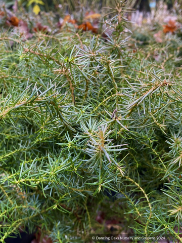 Shrubs ~ Cryptomeria japonica 'Mushroom', Dwarf Japanese Cedar ~ Dancing Oaks Nursery and Gardens ~ Retail Nursery ~ Mail Order Nursery