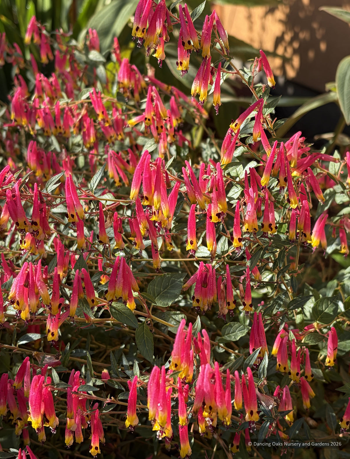 Perennials ~ Cuphea cyanea 'Ashvilla', Cigar Flower ~ Dancing Oaks Nursery and Gardens ~ Retail Nursery ~ Mail Order Nursery