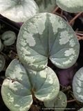 Perennials ~ Cyclamen coum - Christmas Tree Seedling, Hardy Cyclamen ~ Dancing Oaks Nursery and Gardens ~ Retail Nursery ~ Mail Order Nursery