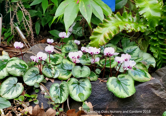 Perennials ~ Cyclamen coum - Christmas Tree Seedling, Hardy Cyclamen ~ Dancing Oaks Nursery and Gardens ~ Retail Nursery ~ Mail Order Nursery