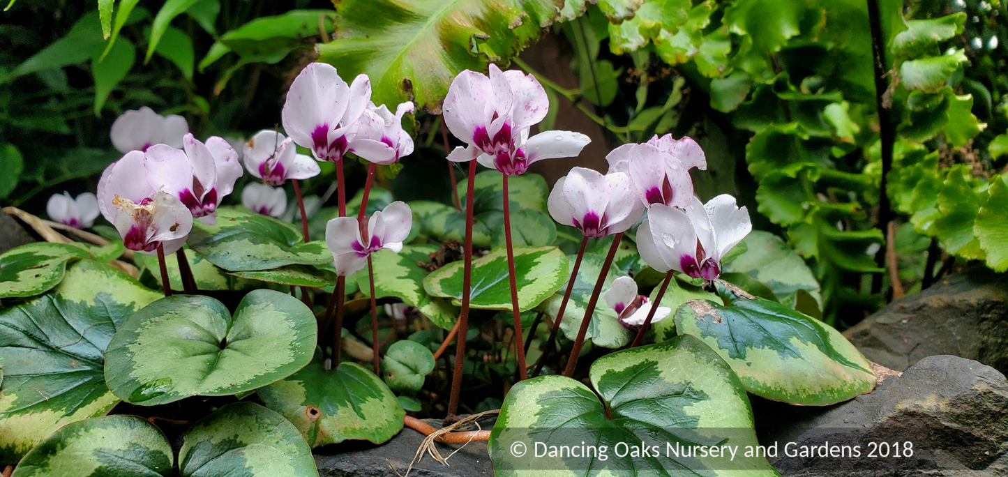 Perennials ~ Cyclamen coum - Christmas Tree Seedling, Hardy Cyclamen ~ Dancing Oaks Nursery and Gardens ~ Retail Nursery ~ Mail Order Nursery