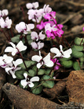 Bulbs & Tubers ~ Cyclamen coum, Hardy Cyclamen ~ Dancing Oaks Nursery and Gardens ~ Retail Nursery ~ Mail Order Nursery