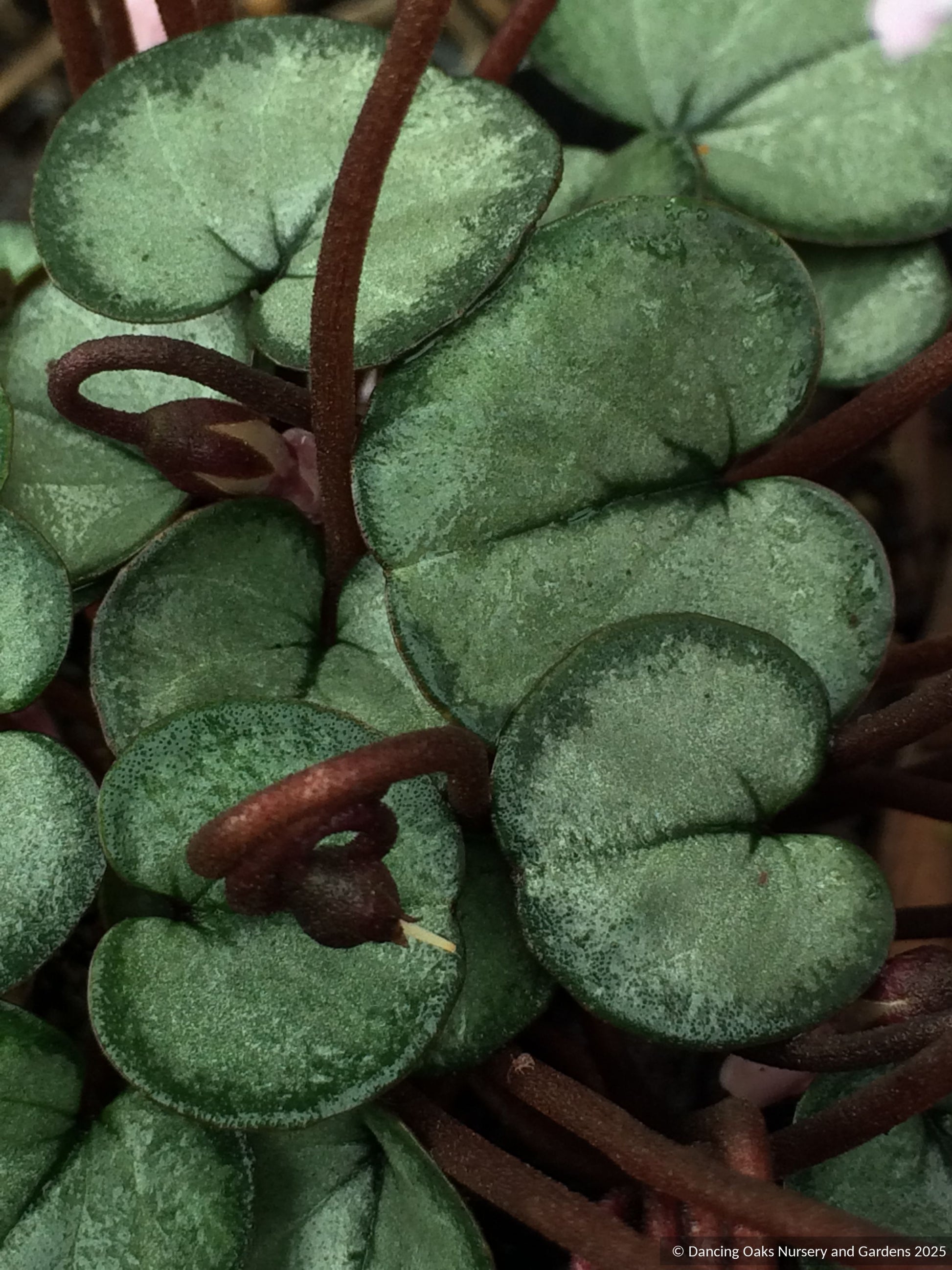 Bulbs & Tubers ~ Cyclamen coum, Hardy Cyclamen ~ Dancing Oaks Nursery and Gardens ~ Retail Nursery ~ Mail Order Nursery
