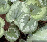 Bulbs & Tubers ~ Cyclamen coum, Hardy Cyclamen ~ Dancing Oaks Nursery and Gardens ~ Retail Nursery ~ Mail Order Nursery