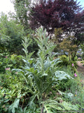 Cynara cardunculus, Cardoon