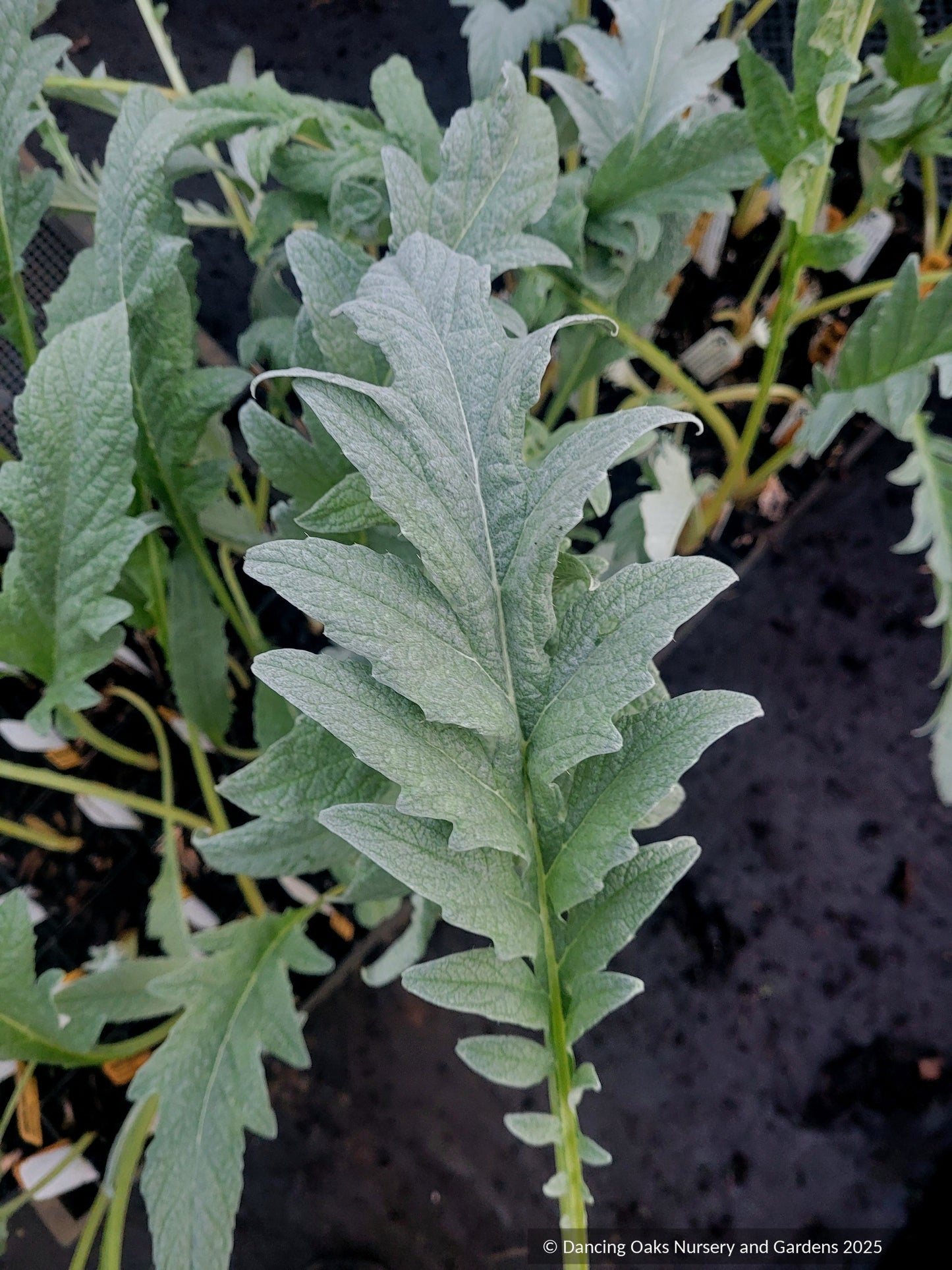 Perennials ~ Cynara cardunculus, Cardoon ~ Dancing Oaks Nursery and Gardens ~ Retail Nursery ~ Mail Order Nursery