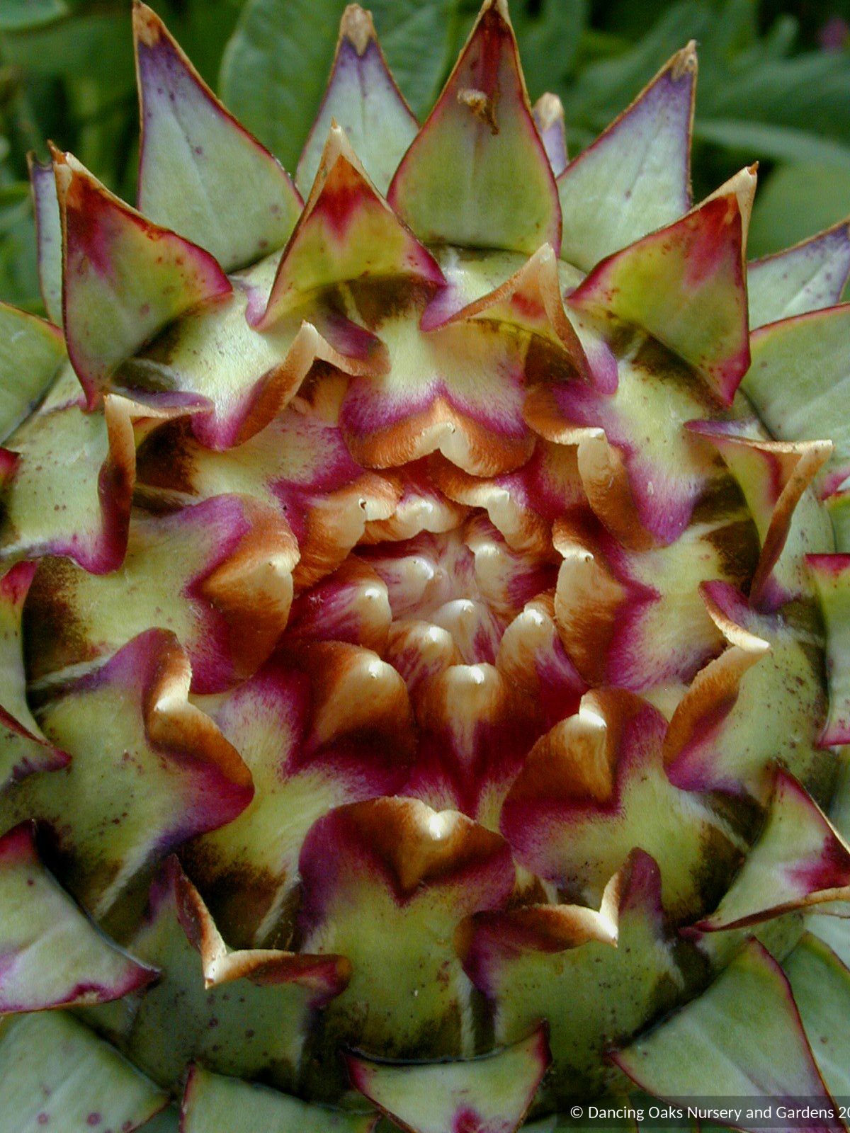 Perennials ~ Cynara cardunculus, Cardoon ~ Dancing Oaks Nursery and Gardens ~ Retail Nursery ~ Mail Order Nursery