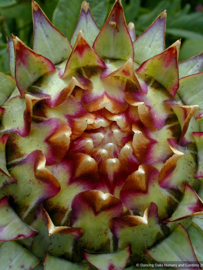 Perennials ~ Cynara cardunculus, Cardoon ~ Dancing Oaks Nursery and Gardens ~ Retail Nursery ~ Mail Order Nursery