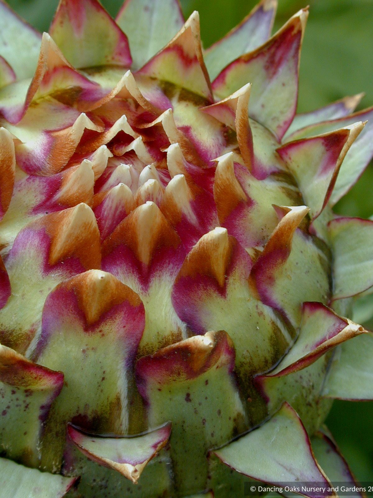 Perennials ~ Cynara cardunculus, Cardoon ~ Dancing Oaks Nursery and Gardens ~ Retail Nursery ~ Mail Order Nursery