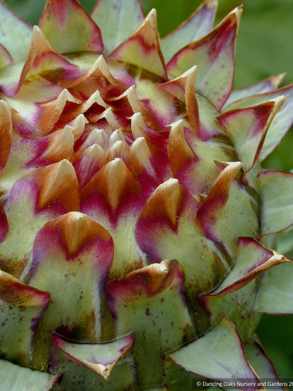 Perennials ~ Cynara cardunculus, Cardoon ~ Dancing Oaks Nursery and Gardens ~ Retail Nursery ~ Mail Order Nursery