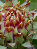 Perennials ~ Cynara cardunculus, Cardoon ~ Dancing Oaks Nursery and Gardens ~ Retail Nursery ~ Mail Order Nursery