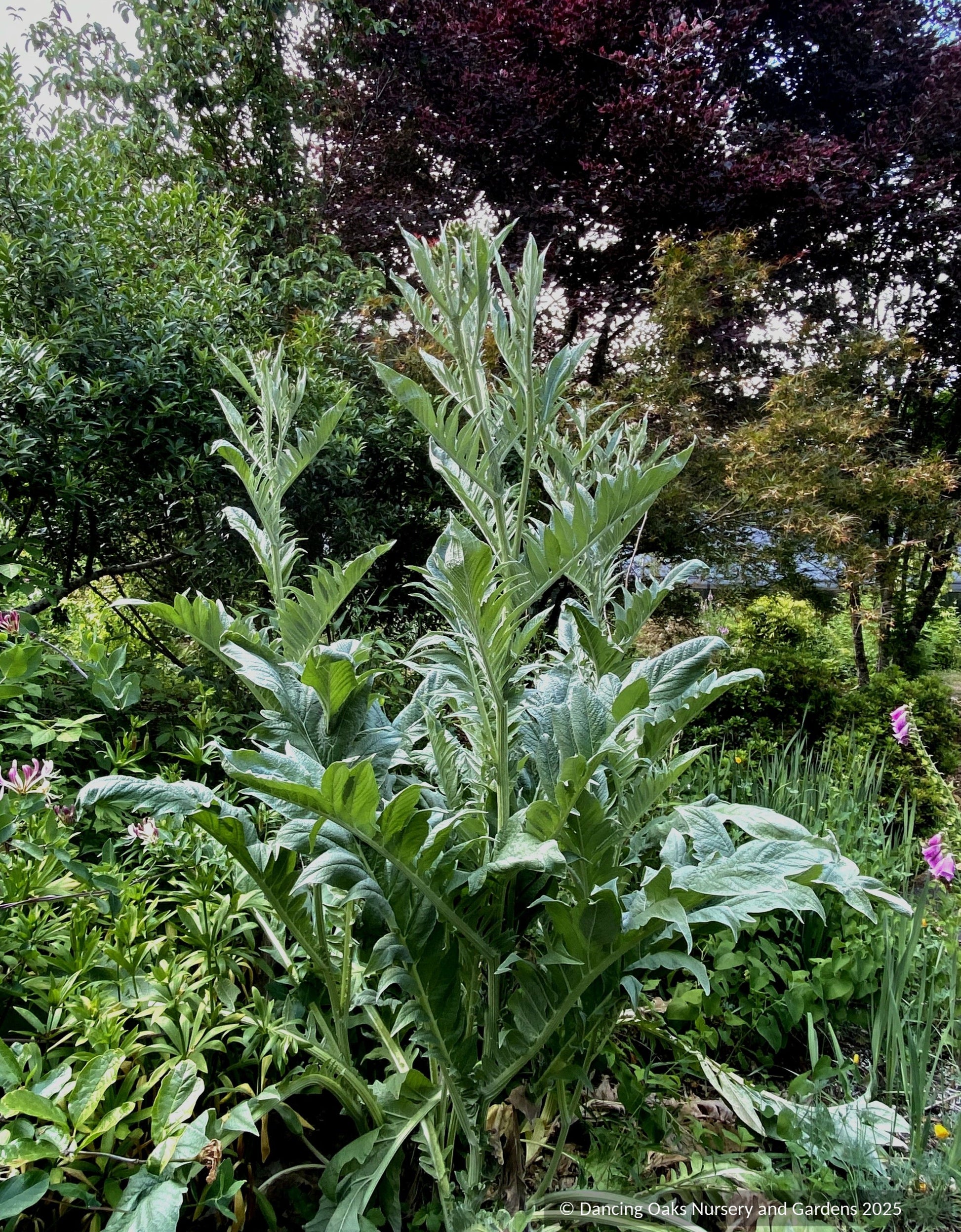 Perennials ~ Cynara cardunculus, Cardoon ~ Dancing Oaks Nursery and Gardens ~ Retail Nursery ~ Mail Order Nursery