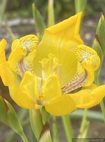 Bulbs & Tubers ~ Cypella herbertii ssp. brevicristata, Goblet Flower ~ Dancing Oaks Nursery and Gardens ~ Retail Nursery ~ Mail Order Nursery