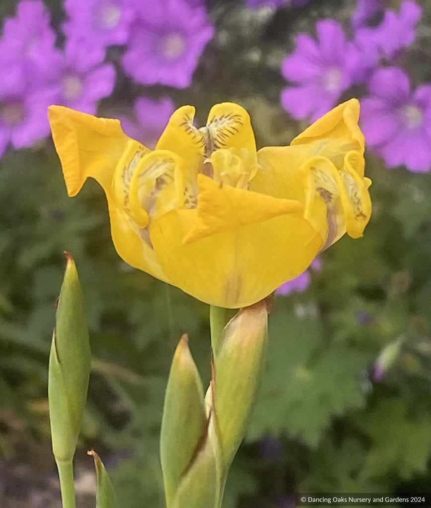 Cypella herbertii ssp. brevicristata, Goblet Flower – Dancing Oaks ...