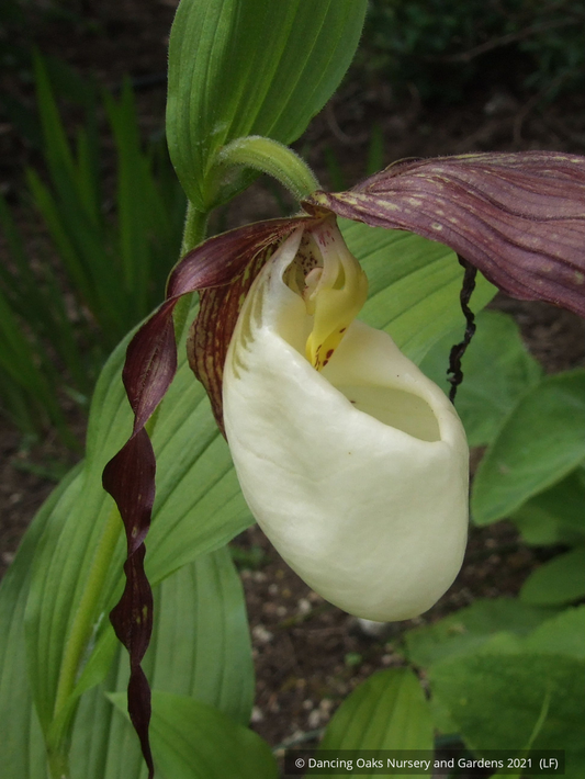 Perennials ~Cypripedium kentuckiense, Southern Lady Slipper  ~ Dancing Oaks Nursery and Gardens ~ Retail Nursery ~ Mail Order Nursery