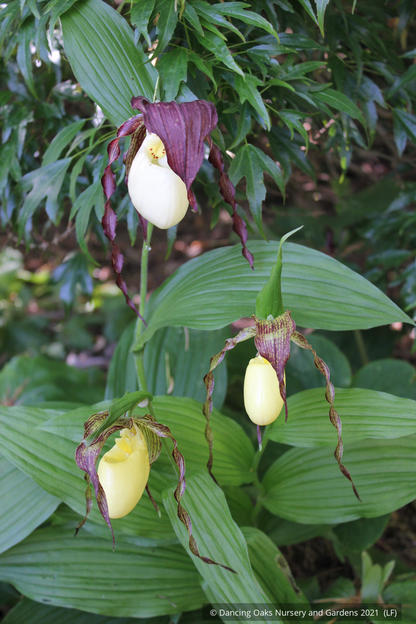 Perennials ~Cypripedium kentuckiense, Southern Lady Slipper ~ Dancing Oaks Nursery and Gardens ~ Retail Nursery ~ Mail Order Nursery