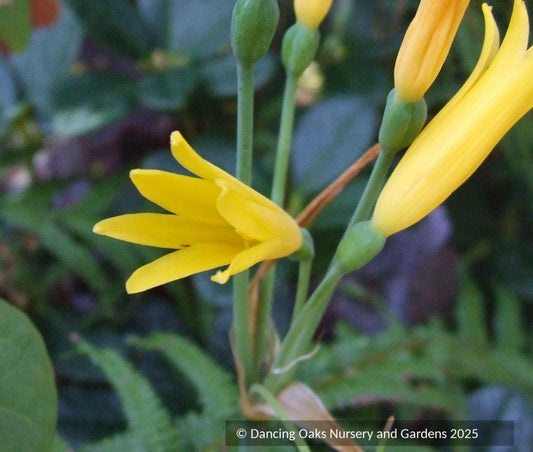 Bulbs & Tubers ~ Cyrtanthus breviflorus, wild crocus ~ Dancing Oaks Nursery and Gardens ~ Retail Nursery ~ Mail Order Nursery