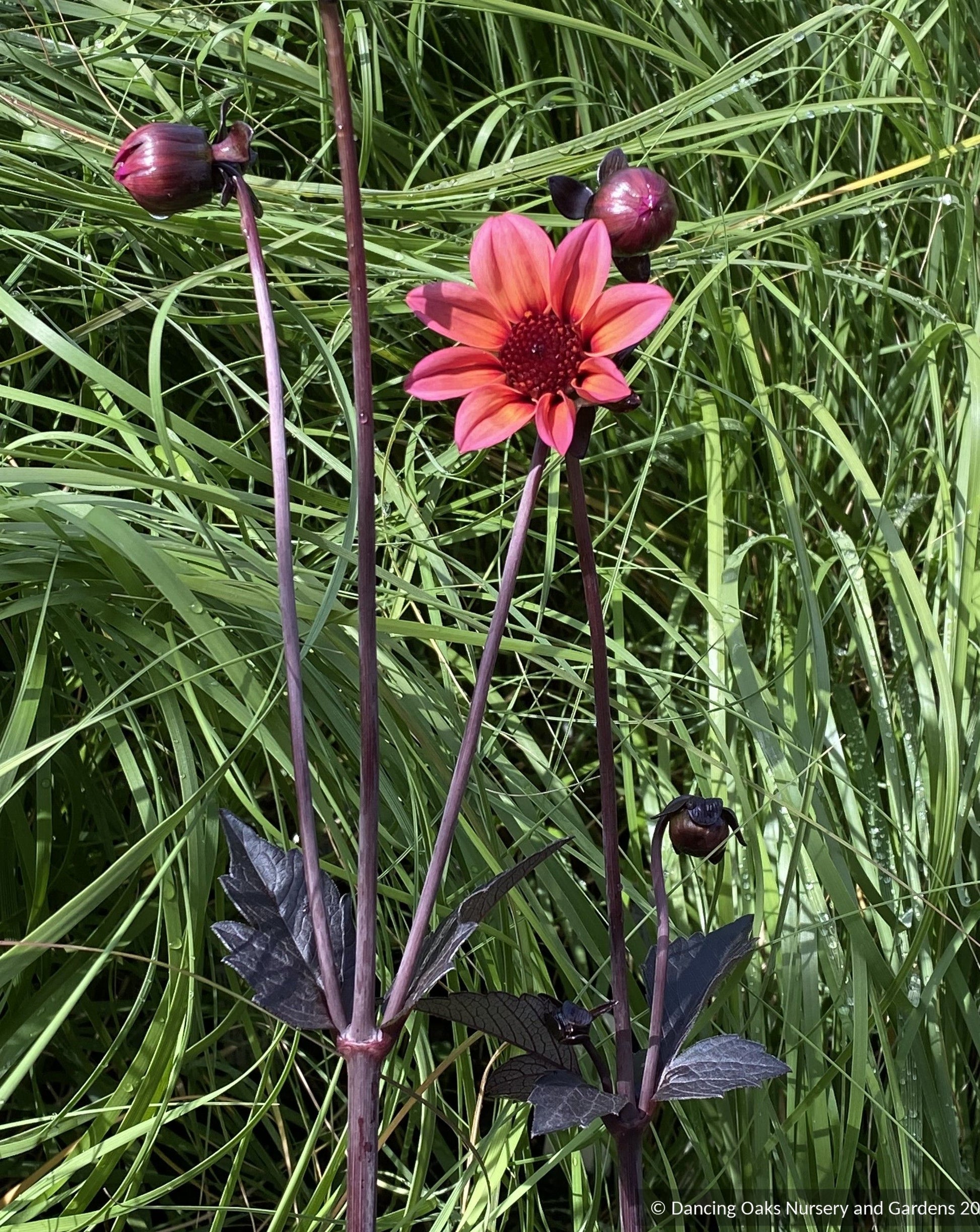 Bulbs & Tubers ~ Dahlia 'Mystic Fantasy' Dahlia Hybrid USPP 19885~ Dancing Oaks Nursery and Gardens ~ Retail Nursery ~ Mail Order Nursery