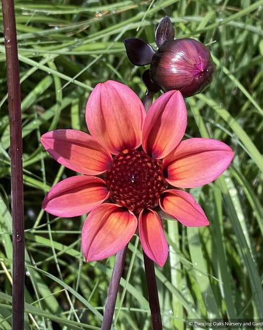 Bulbs & Tubers ~ Dahlia 'Mystic Fantasy' Dahlia Hybrid USPP 19885~ Dancing Oaks Nursery and Gardens ~ Retail Nursery ~ Mail Order Nursery