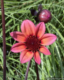 Bulbs & Tubers ~ Dahlia 'Mystic Fantasy' Dahlia Hybrid USPP 19885~ Dancing Oaks Nursery and Gardens ~ Retail Nursery ~ Mail Order Nursery