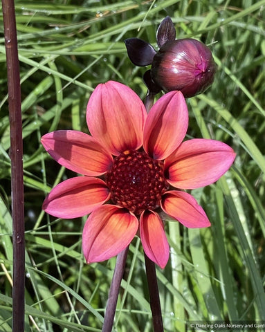 Bulbs & Tubers ~ Dahlia 'Mystic Fantasy' Dahlia Hybrid USPP 19885~ Dancing Oaks Nursery and Gardens ~ Retail Nursery ~ Mail Order Nursery