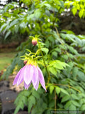 Bulbs and Tubers ~ Dahlia imperialis ~ Dancing Oaks Nursery and Gardens ~ Retail Nursery ~ Mail Order Nursery