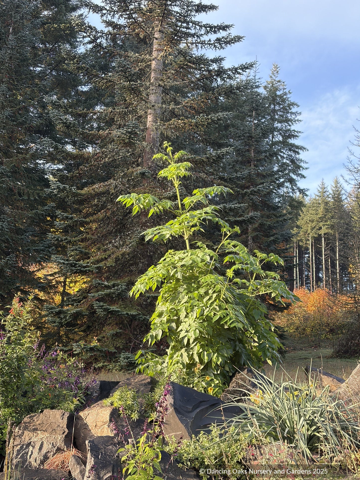 Bulbs and Tubers ~ Dahlia imperialis ~ Dancing Oaks Nursery and Gardens ~ Retail Nursery ~ Mail Order Nursery