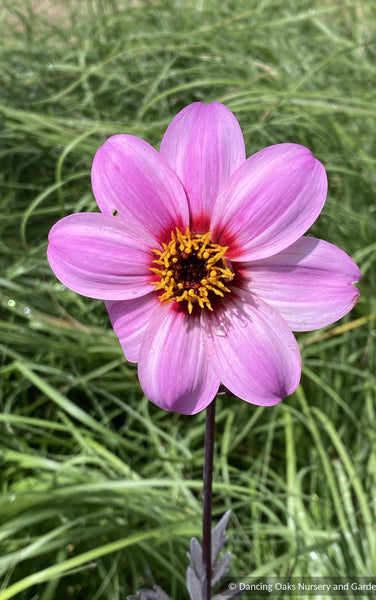 Dahlia 'Mystic Dreamer', Dahlia Hybrid USPP 19885 – Dancing